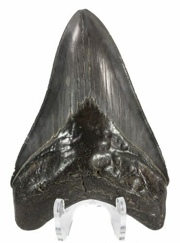 Grey, Serrated Megalodon Tooth - Georgia #54853